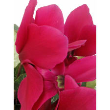 Pink Cyclamen In Hessian Bag - Standard