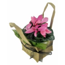 Cyclamen - Soft Pink - Standard