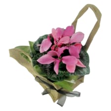 Cyclamen - Soft Pink - Standard