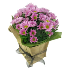 Soft Pink Chrysanthemum - Standard