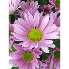 Soft Pink Chrysanthemum - Standard