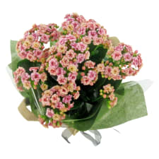Soft Pink Kalanchoe - Standard