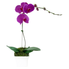 Phalaenopsis - Large Purple - Standard