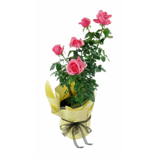 Roses - La Vie En - Standard