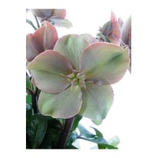 Winter Rose - Standard