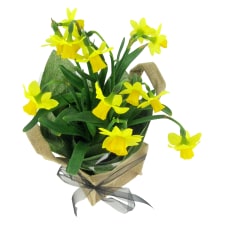 Mini Daffodil - Standard