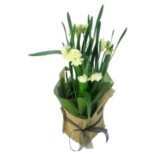 Potted Erlicheer - Standard