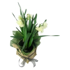 Potted Erlicheer - Standard
