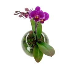 Orchid Fishbowl - Pink - Standard