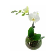 Orchid Fishbowl - White - Standard