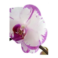 Phalaenopsis Orchid - Colour - Standard