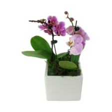 Exotic Drama Orchids - Standard