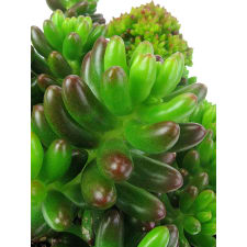Succulent - Juicy Jellybean - Standard