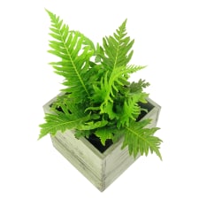 Silver Lady Fern - Standard