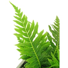 Silver Lady Fern - Standard