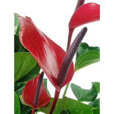 Anthurium Plant - Standard