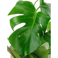 Monstera Plant - Standard