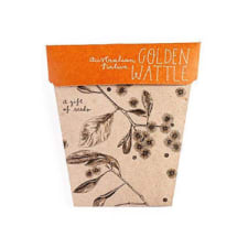 Seeds - Golden Wattle - Standard