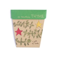 Seeds - Christmas Thyme - Standard