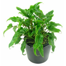 Philodendron Plant - Standard