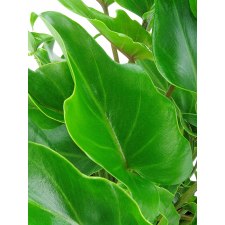 Philodendron Plant - Standard