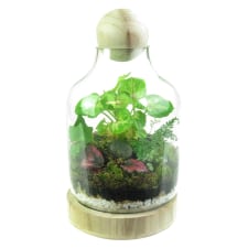 Terrarium - Tropical Forest - Standard