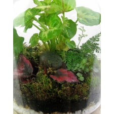 Terrarium - Tropical Forest - Standard