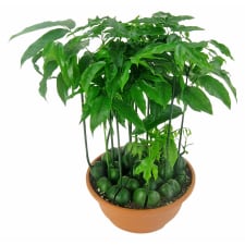 magic bean seeds gift plant