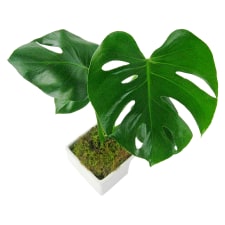 Monstera in Ceramic Pot - Standard