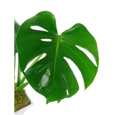 Monstera in Ceramic Pot - Standard