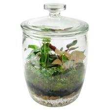 Jungle Giant Terrarium - Standard