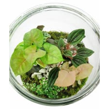 Jungle Giant Terrarium - Standard