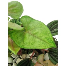Jungle Giant Terrarium - Standard