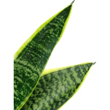 White Ceramic Sanseveria - Standard