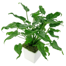Perky Philodendron - Standard