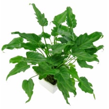 Perky Philodendron - Standard