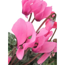 Duo Of Mini Cyclamens - Standard
