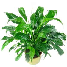 Placid Peace Lily - Standard