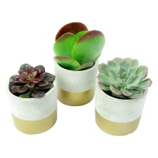 Succulent Trio - Standard