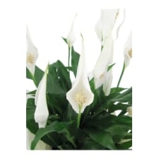 Placid Peace Lily - Standard