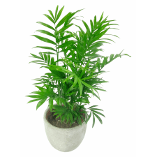 Tropical Trend - Standard