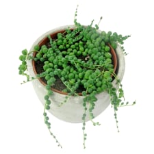 Bejeweled String Of Pearls - Standard