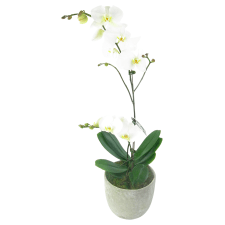 Oh My Orchids - Standard