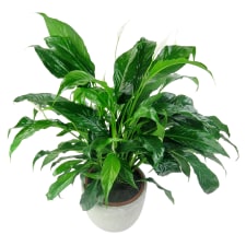 Perpetua Peace Lily - Standard