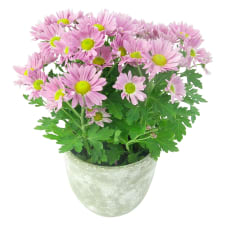 Pink Potted Chrysanthemum - Standard