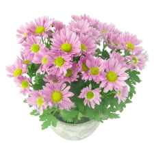 Pink Potted Chrysanthemum - Standard