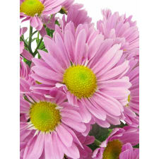 Pink Potted Chrysanthemum - Standard