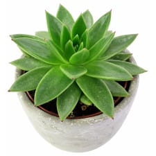 Elegant Succulent - Standard