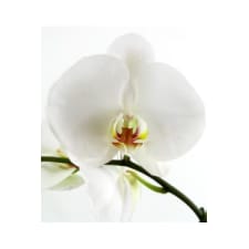 Phalaenopsis Orchid - Standard