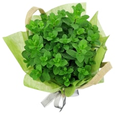 Perfect Pick Mint Plant - Standard